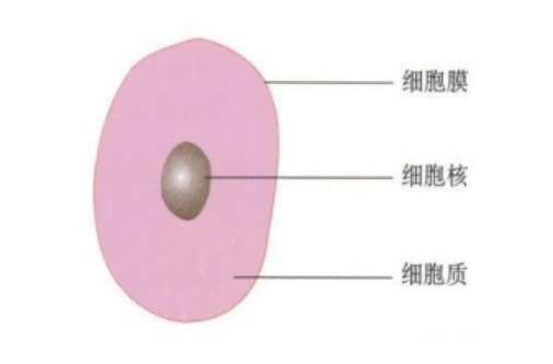 2024年备考初中生物—生物圈结构层次划分
