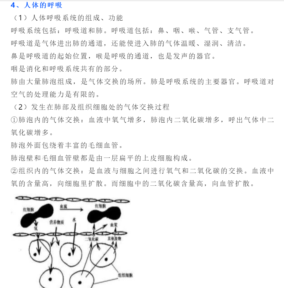 2024年初中“生物圈中的人”考点梳理二