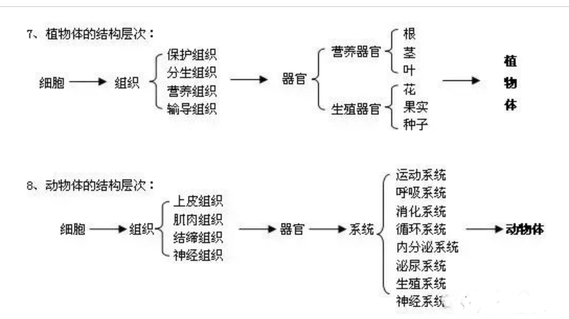 2024年七年级生物：生物体的结构层次